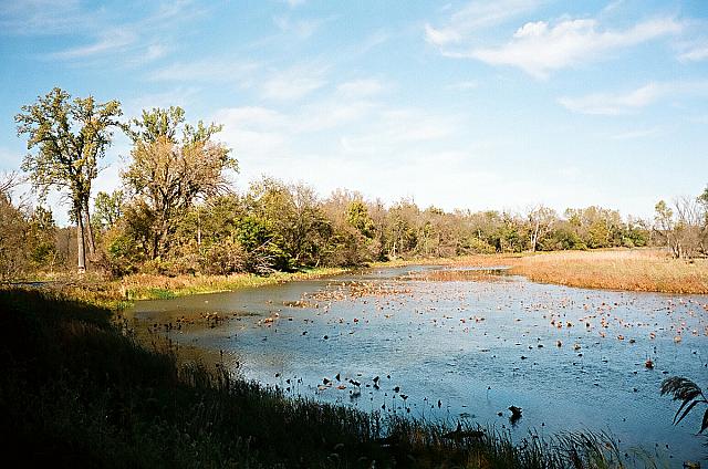 Great Marsh in Autumn