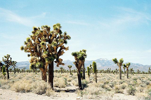 Joshua Trees