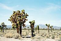 Joshua Trees